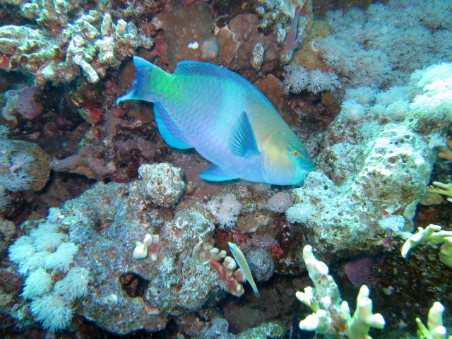 Photo: Parrotfish by Alex M.