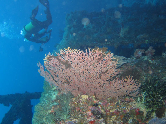 Foto: Corals on Iron Reef von Alex M.