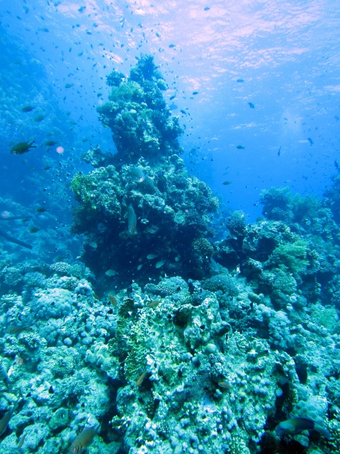 Photo: Coral Pillar by Alex M.