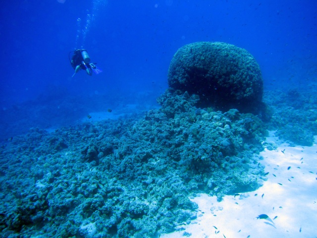 Photo: Diver & Coral block by Alex M.