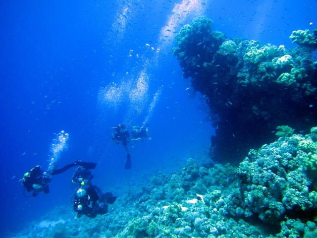 Photo: Divers at Middle Garden by Alex M.