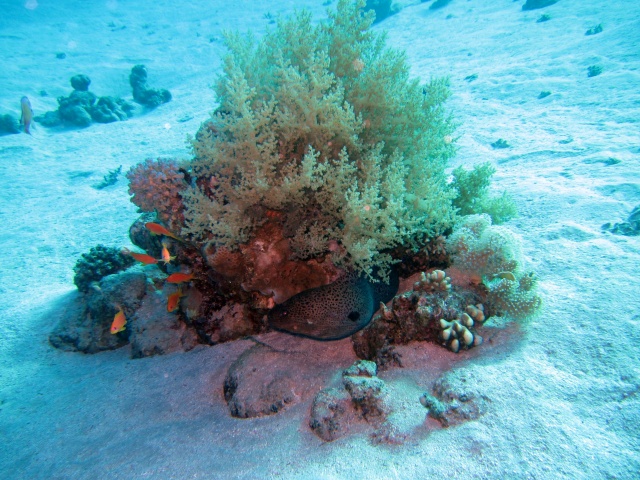 Foto: Coral block with Morene von Alex M.