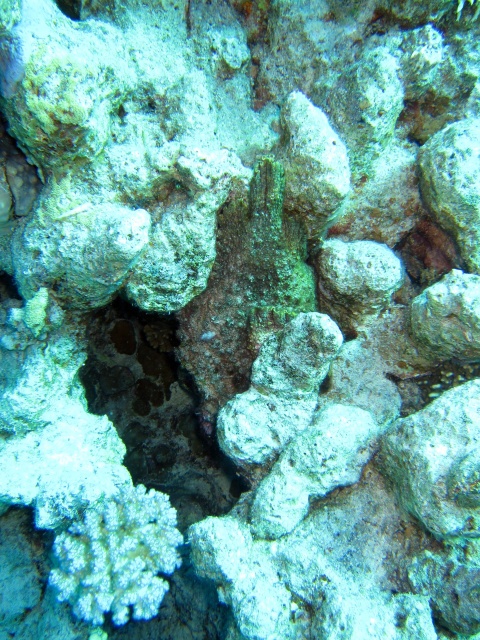 Photo: Spot the Stone Fish by Alex M.