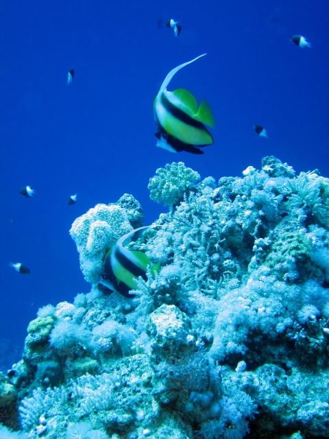 Foto: Banner Fish over Coral Block von Alex M.
